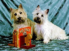 Harry and Sybil, Cairn Terriers